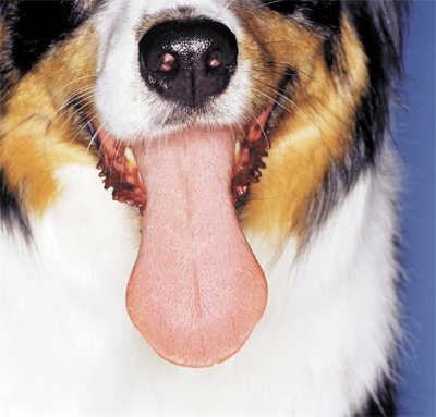 dog